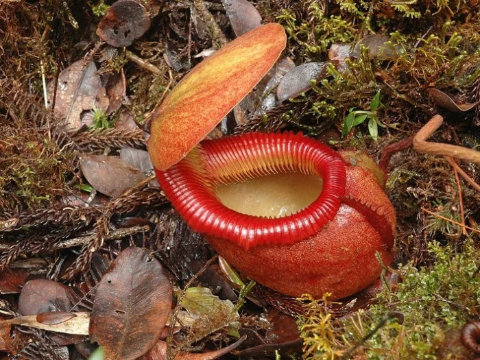 Nepenthes megastoma