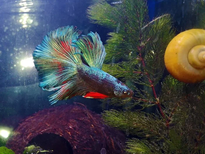Betta splendens