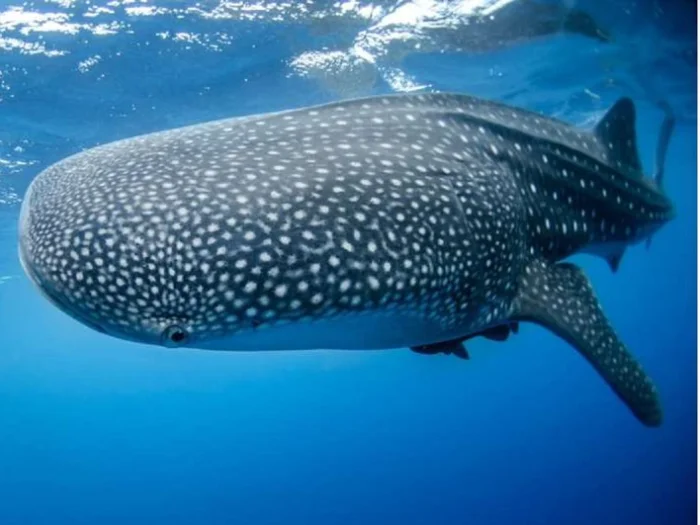 Rhincodon typus