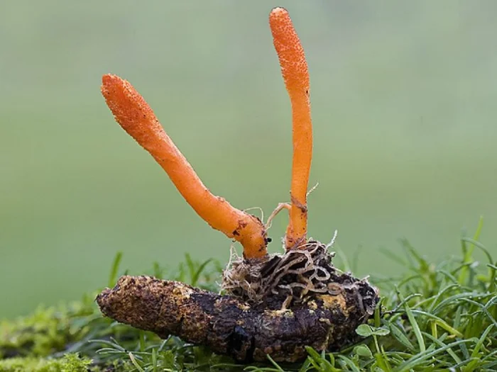 Cordyceps militaris