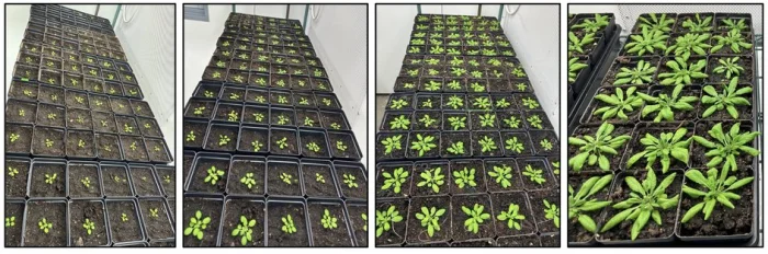 Растение Arabidopsis thaliana в камерах для выращивания растений с контролируемыми условиями окружающей среды.