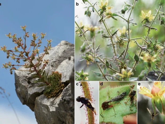 Морфология Saxifraga.