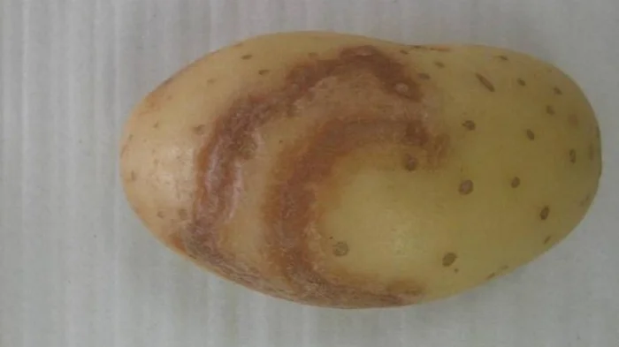 Некроз клубня