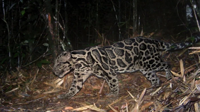 ( © Panthera/Департамент лесного хозяйства Сабаха)