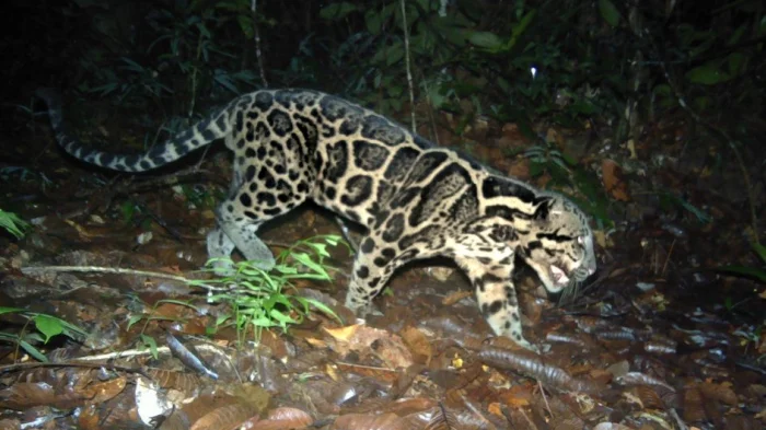 Самка старейшего неуловимого леопарда (( © Panthera/Департамент лесного хозяйства Сабаха)