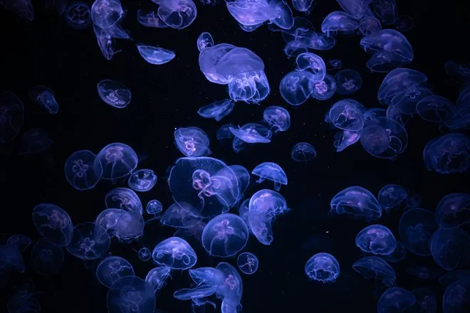 В Севастополе научились оценивать чистоту моря по поведению медуз