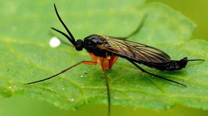 Platyura marginata