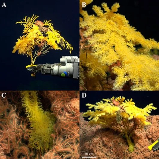 Колония Laurinque elenya, морфология голотипа