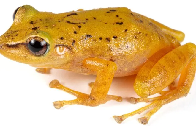 Новый вид лягушки Pristimantis milpe: как ученые раскрыли вековой обман