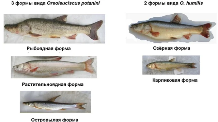 Алтайские османы